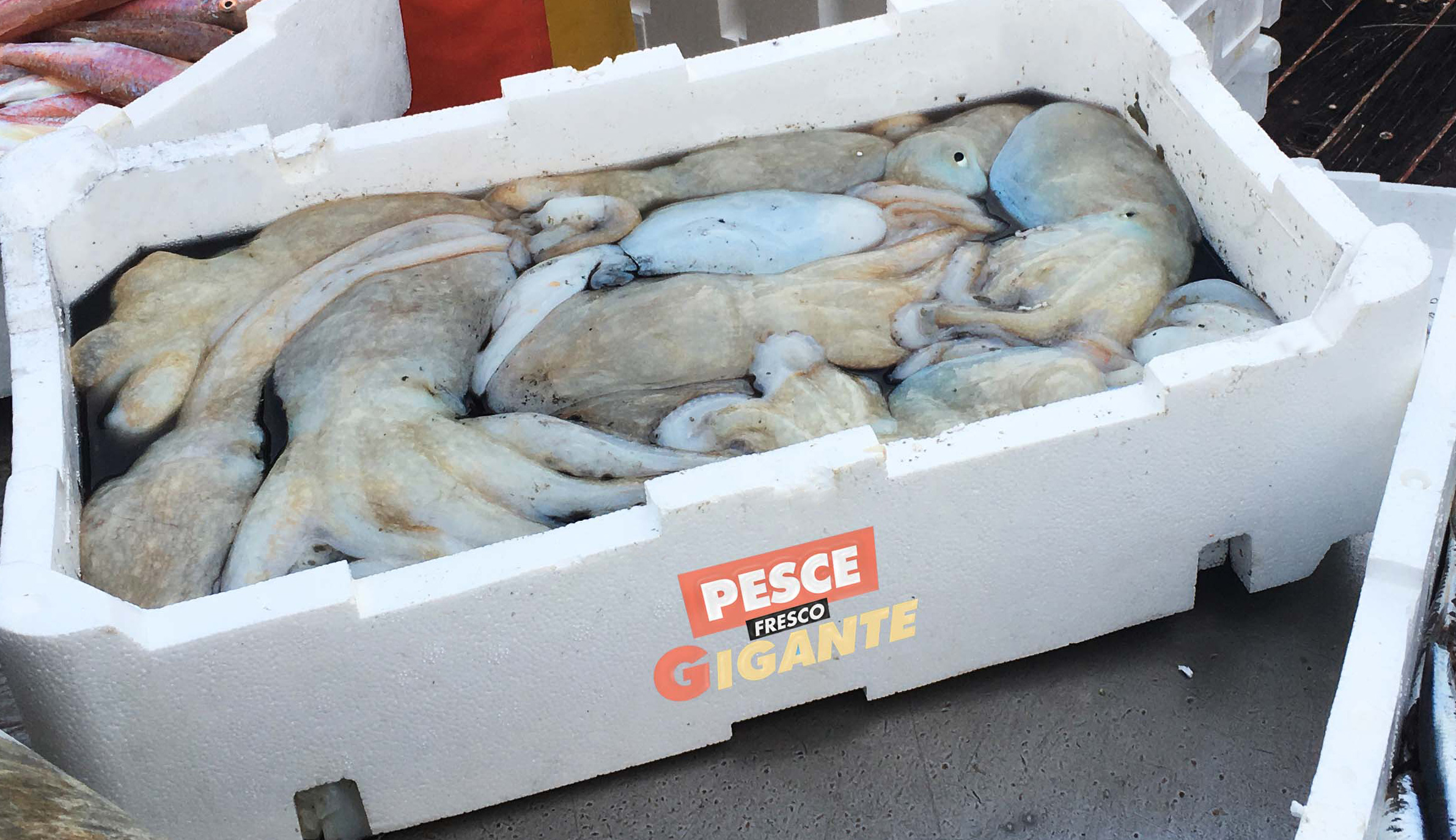 Prenota il tuo Pesce Fresco ⋆ PESCE FRESCO GIGANTE ANCONA